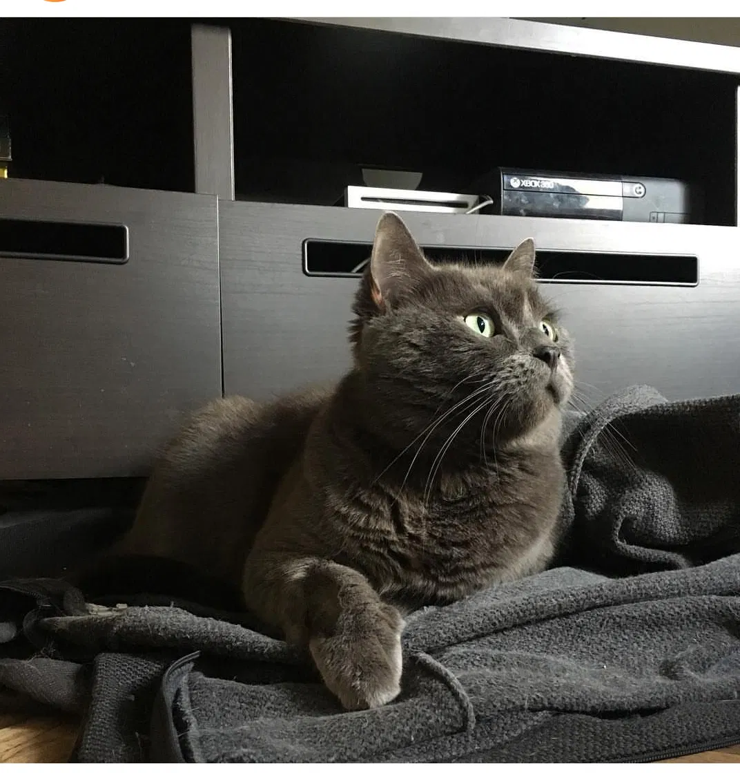 Lost cat in Pittsburgh, PA, 15211