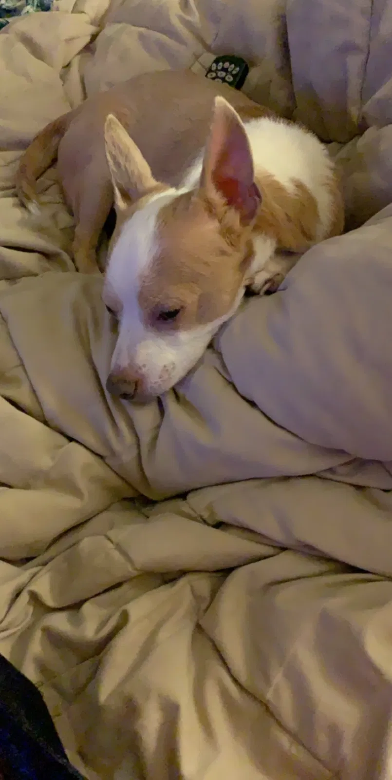 Lost dog in Atlanta, GA, 30349