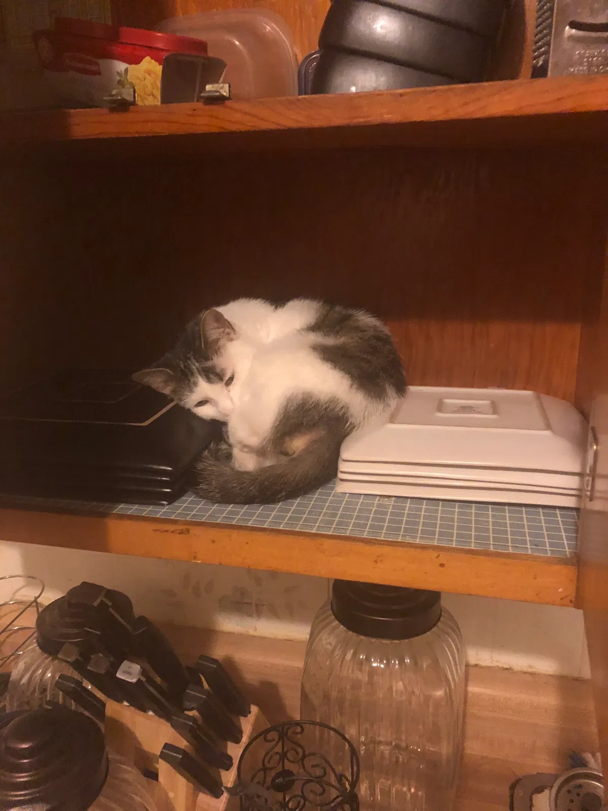 Lost cat in Joliet, IL, 60436
