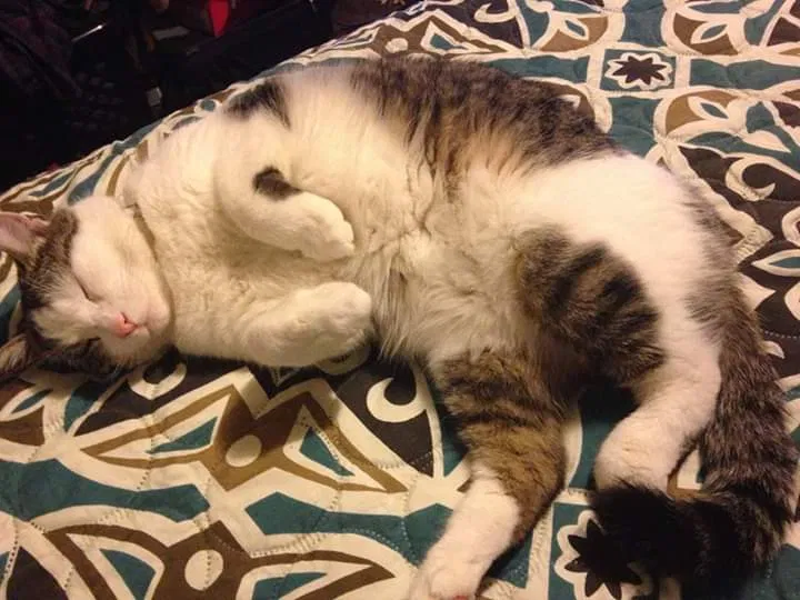 Lost cat in Los Angeles, CA, 90059