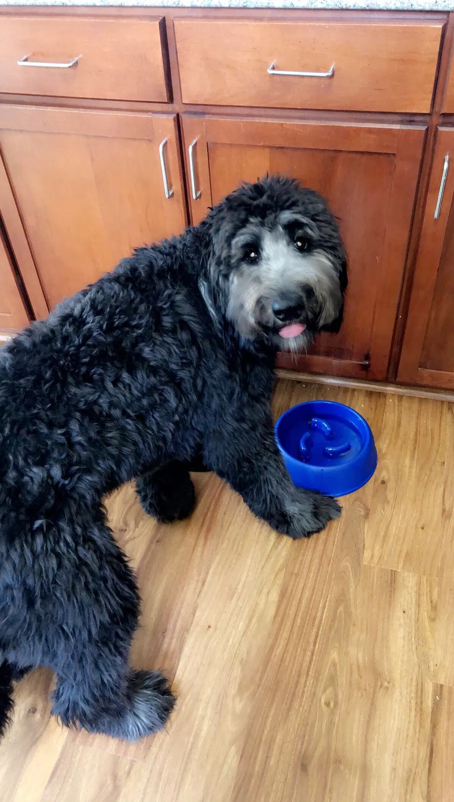 Lost dog in Great Falls, VA, 22066