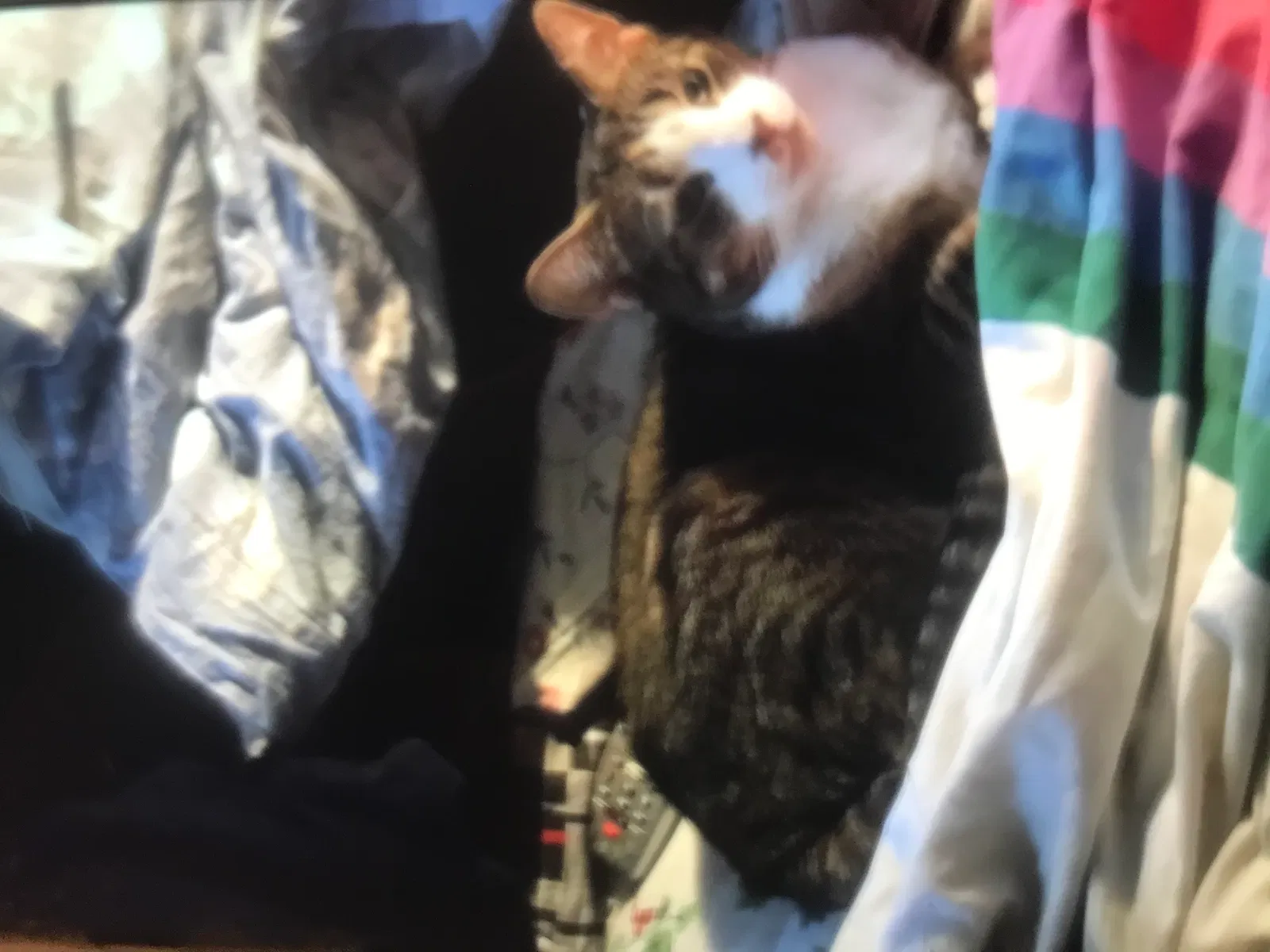 Lost cat in Dorchester, MA, 2125