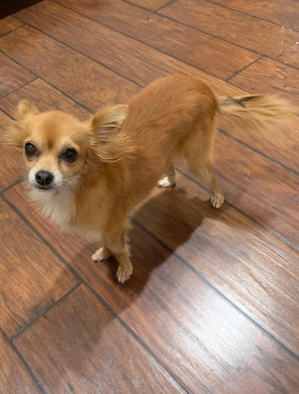 Lost dog in Fort Worth, TX, 76103