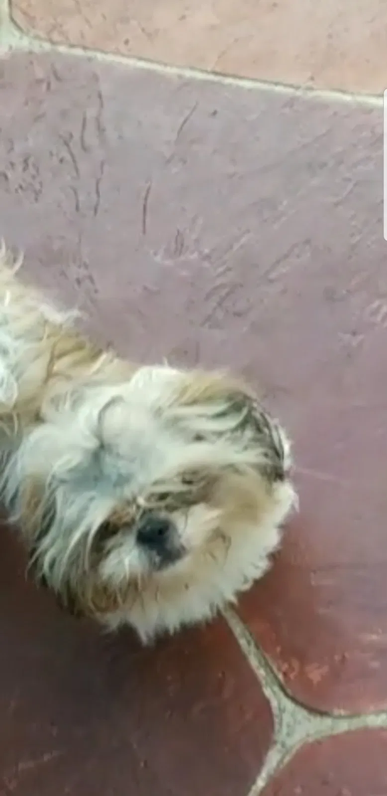 Lost dog in Miami, FL, 33177