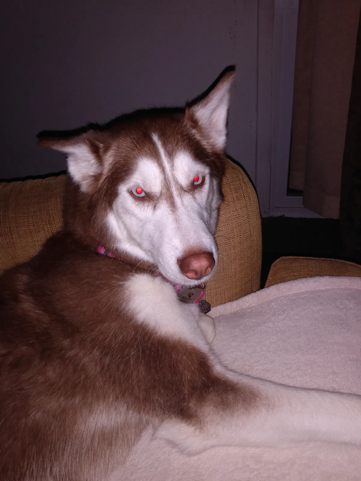 Lost dog in Indianapolis, IN, 46268
