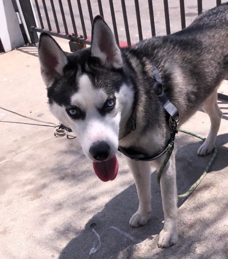 Lost dog in San Diego, CA, 92102