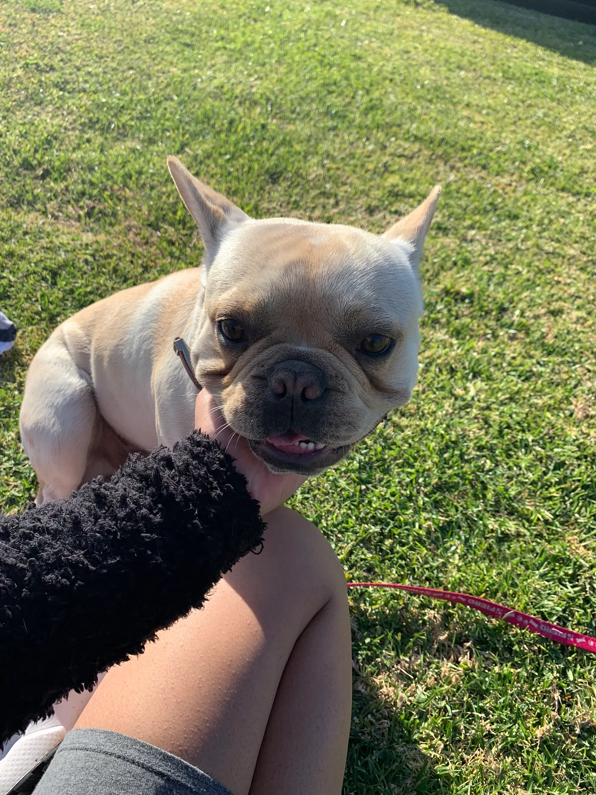 Lost dog in San Diego, CA, 92154