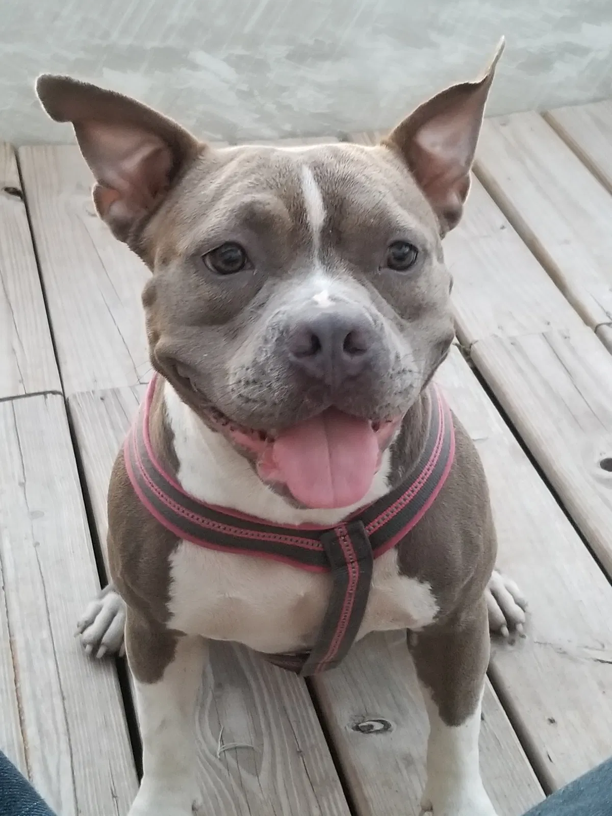 Lost dog in Hudson, FL, 34669