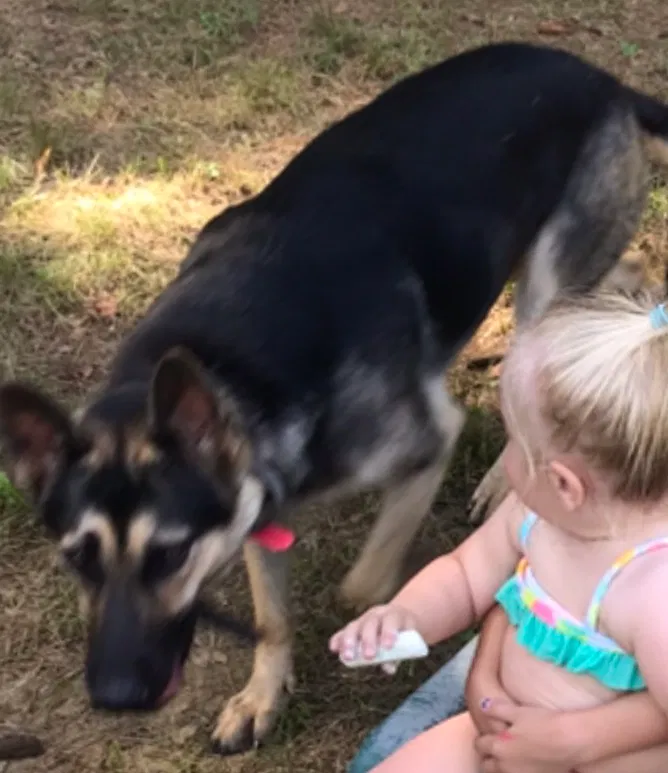 Lost dog in Mason, TN, 38049
