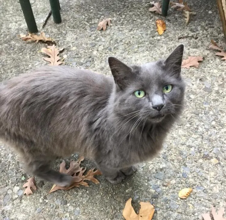 Lost cat in Parsippany, NJ, 7054