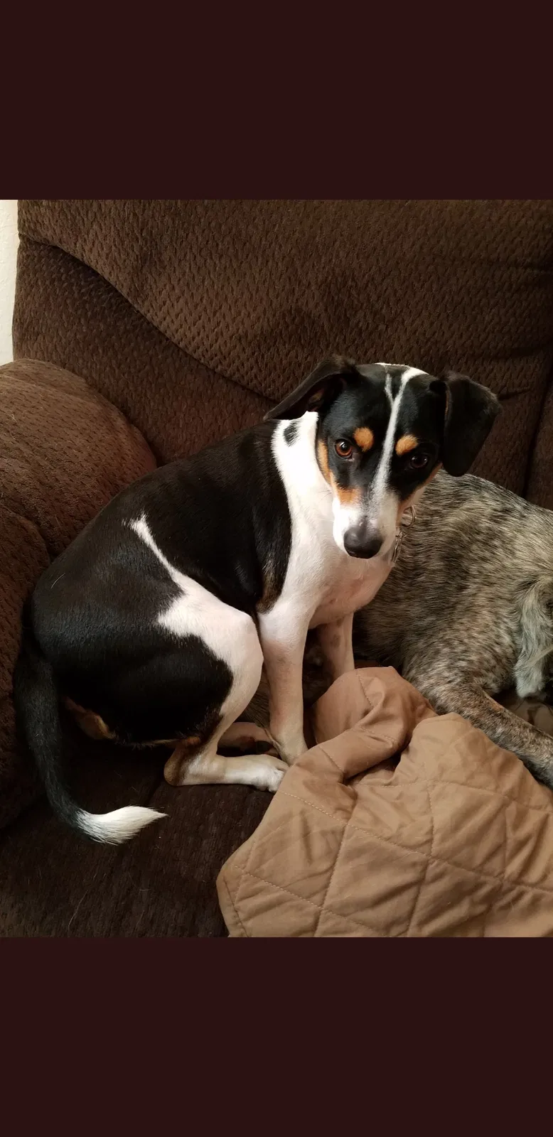 Lost dog in Corpus Christi, TX, 78405