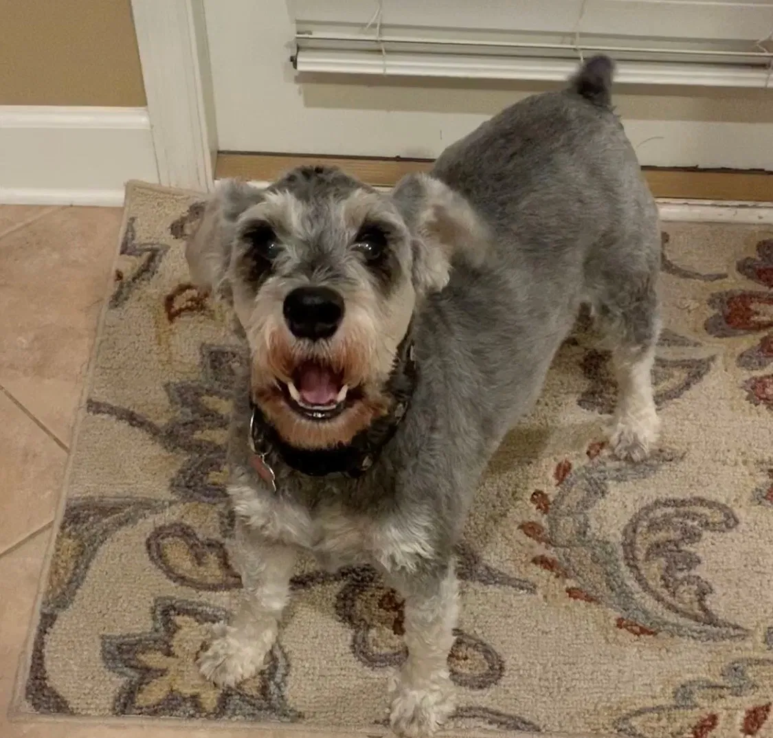 Lost dog in Saint Augustine, FL, 32095