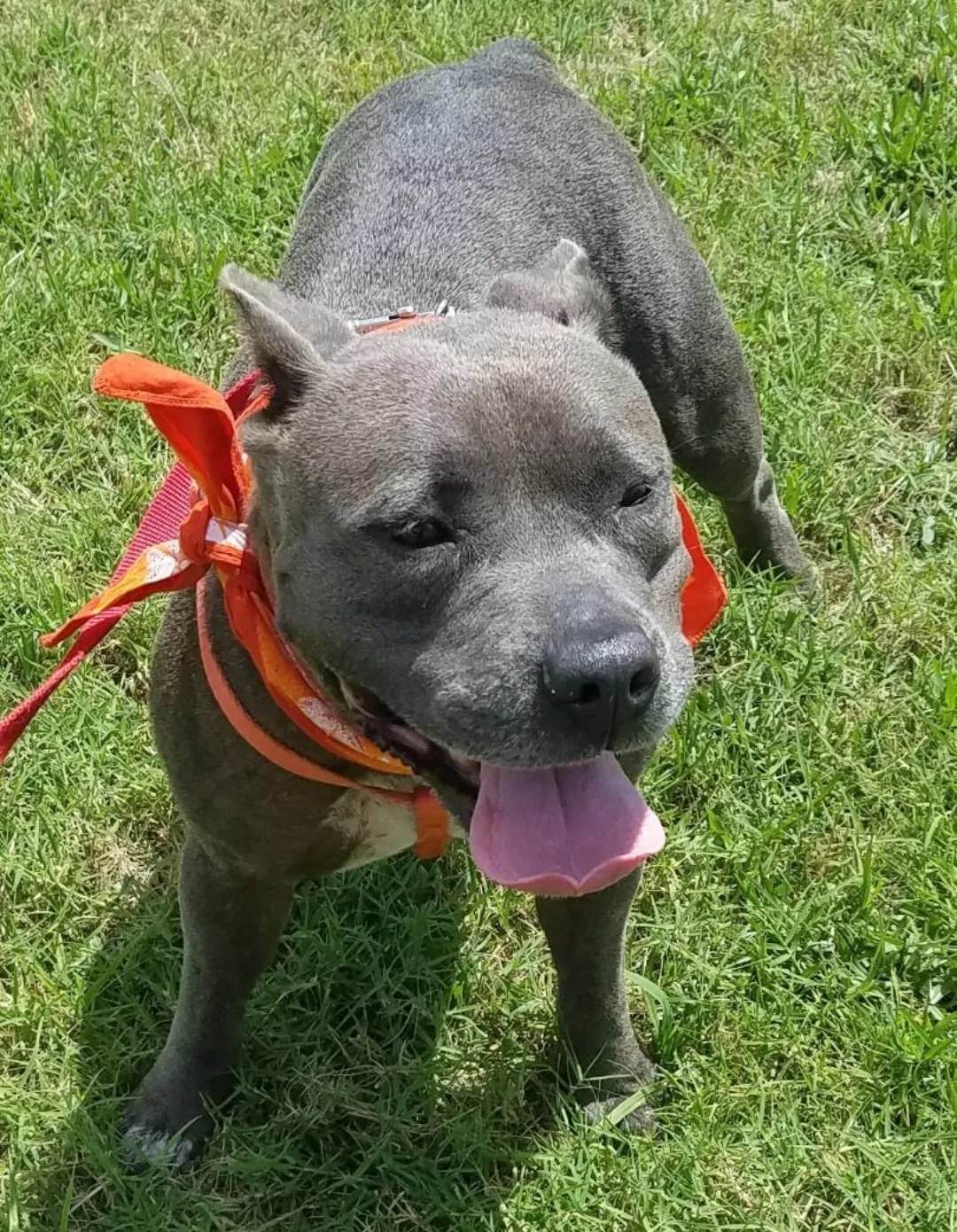 Lost dog in Madisonville, TX, 77864