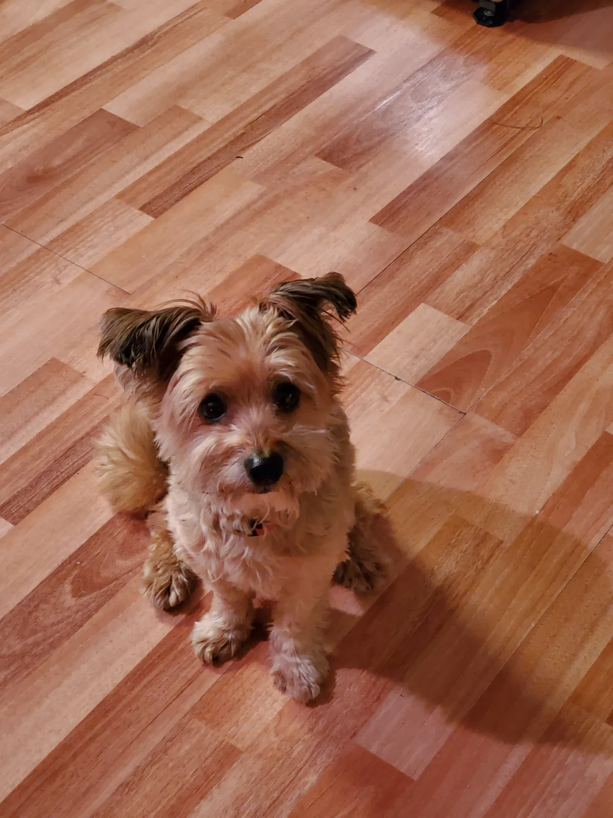 Lost dog in Gastonia, NC, 28054