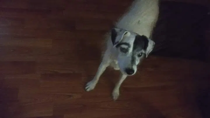 Lost dog in New Port Richey, FL, 34652
