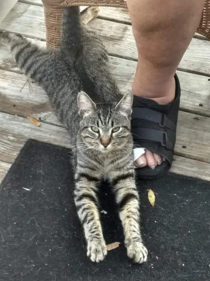 Lost cat in North Myrtle Beach, SC, 29582