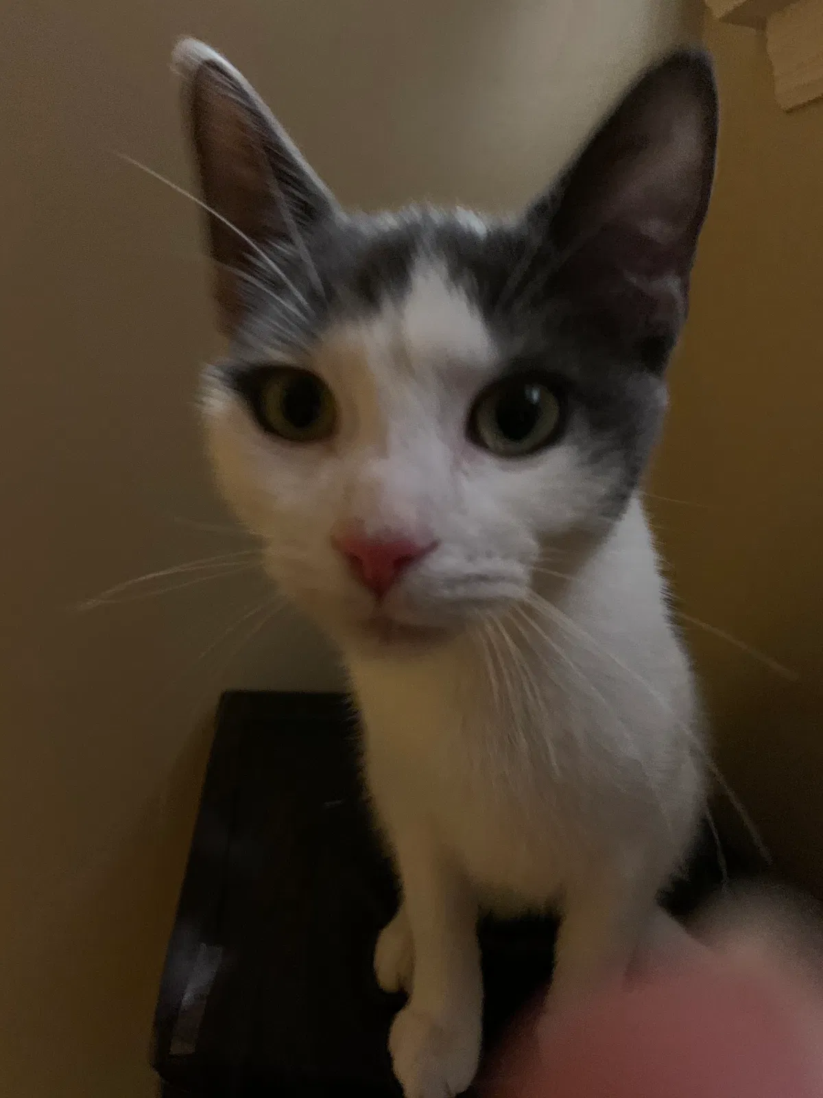Lost cat in Lancaster, PA, 17603