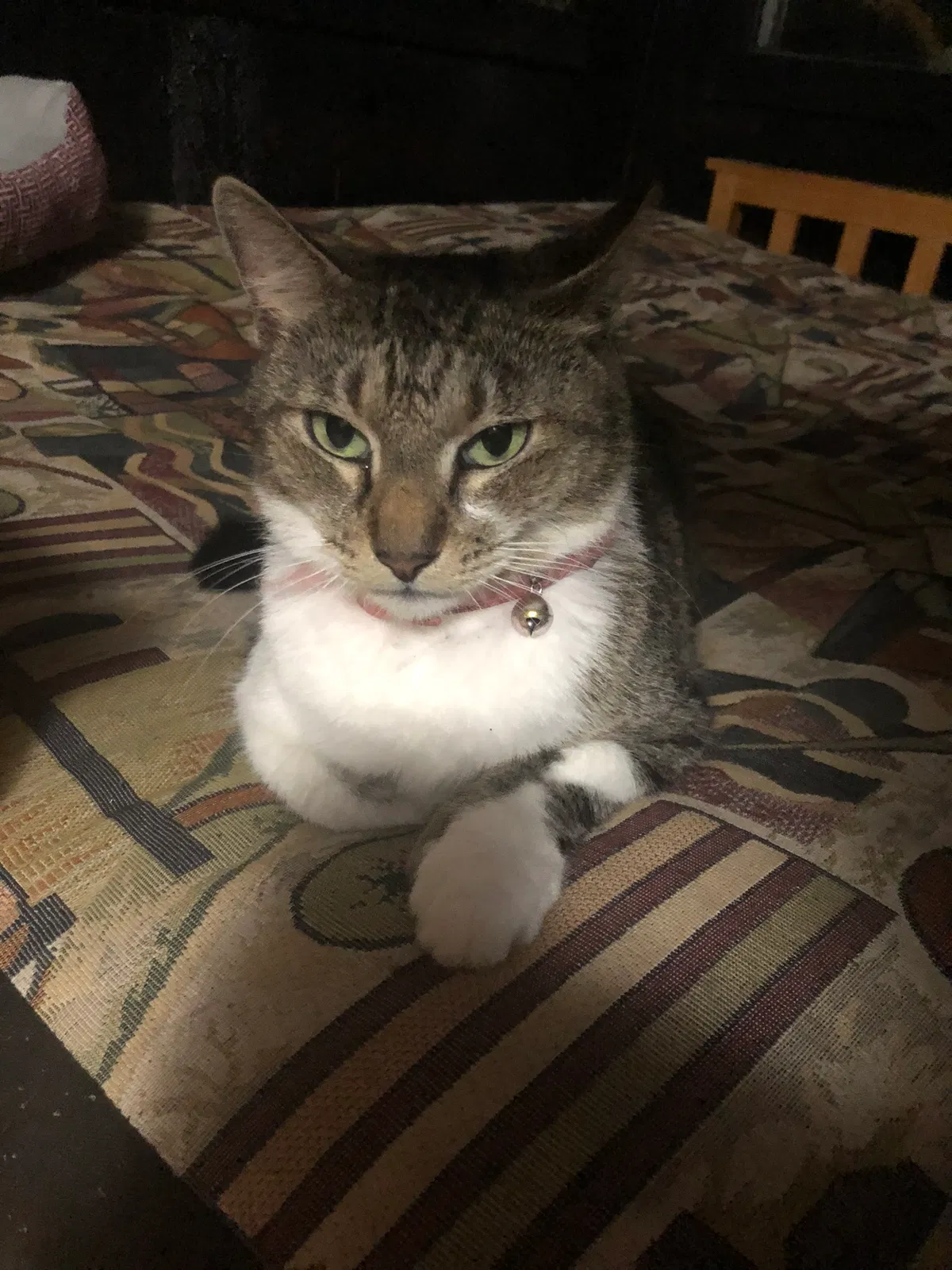 Lost cat in Arcadia, FL, 34266