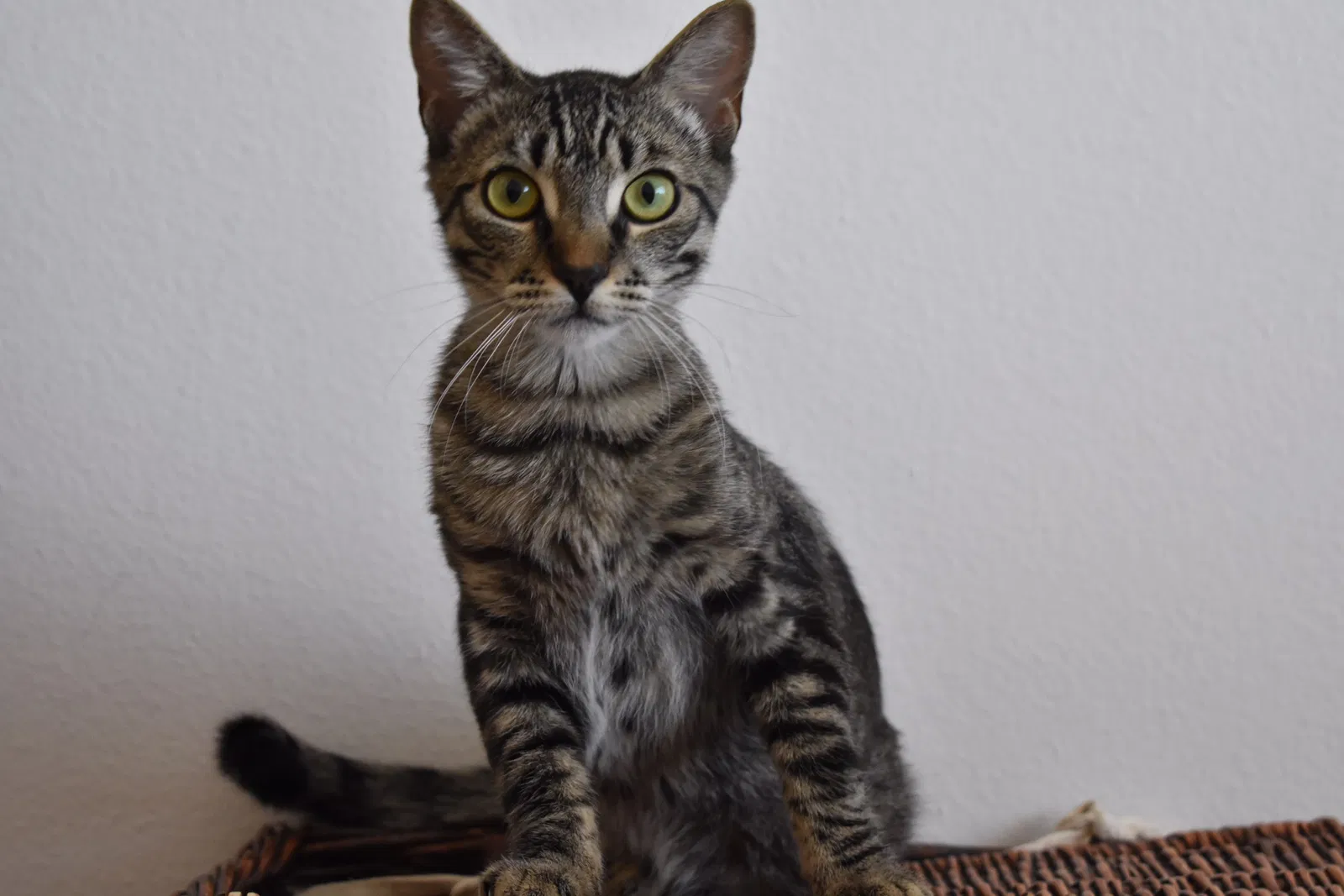 Lost cat in Aliso Viejo, CA, 92656