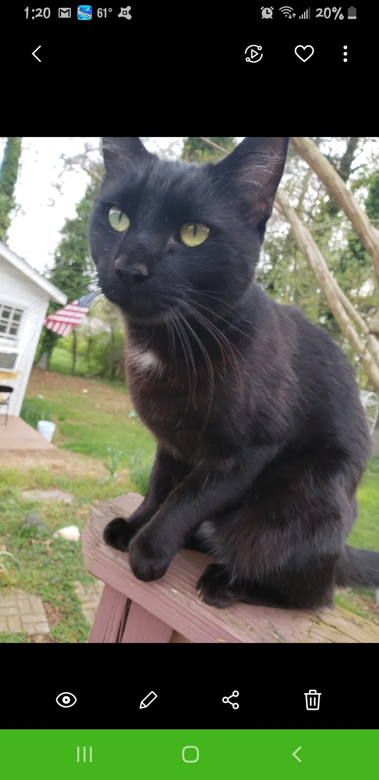 Lost cat in Cumming, GA, 30040