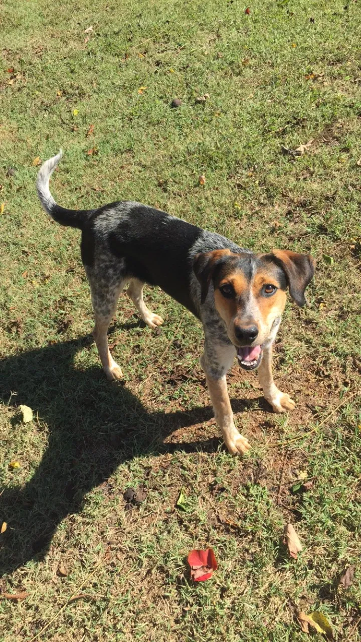 Lost dog in Hudson, NC, 28638