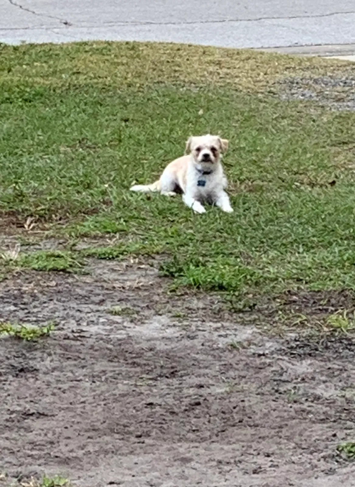 Lost dog in Orlando, FL, 32803