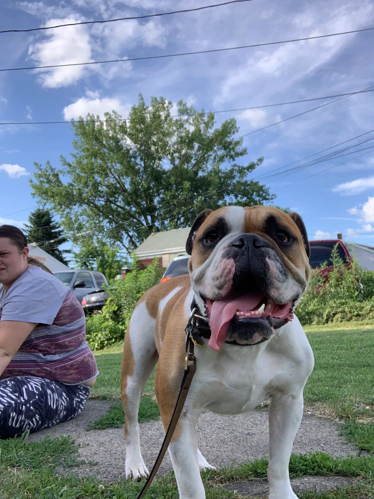 Lost dog in Syracuse, NY, 13208
