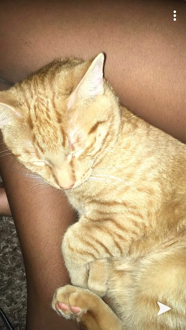 Lost cat in Springfield, IL, 62704