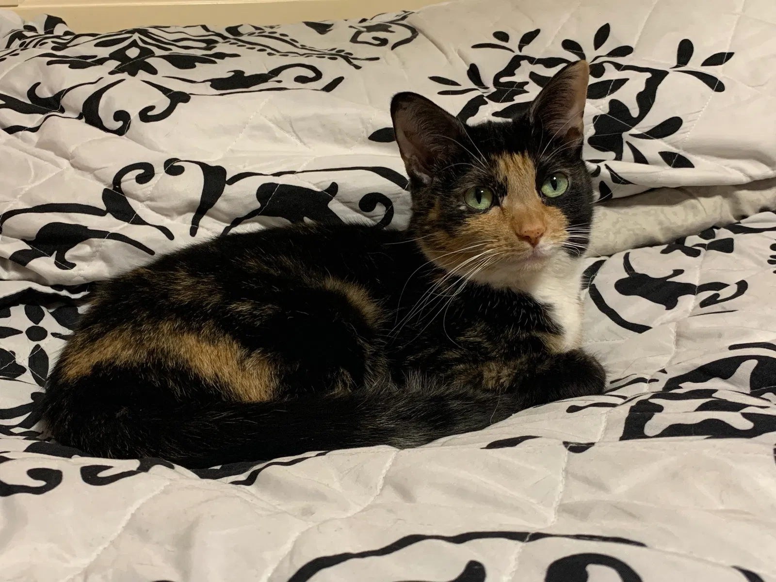 Lost cat in Saginaw, MI, 48602