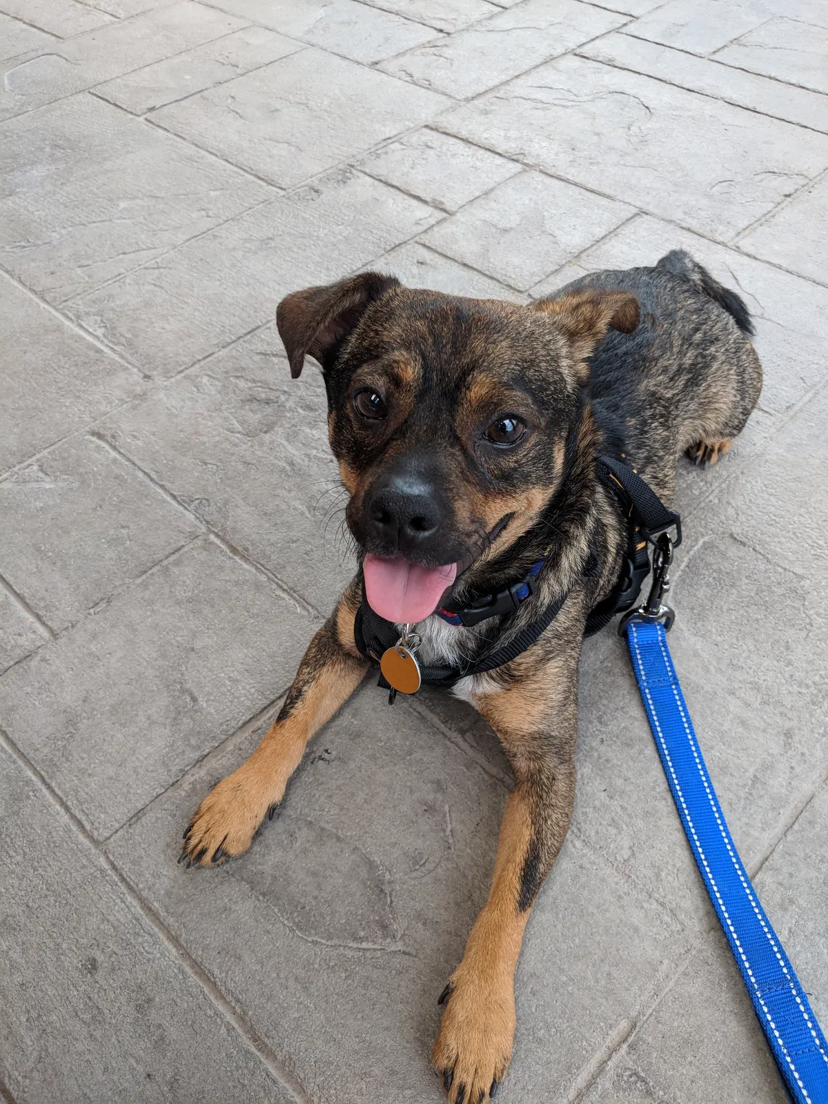 Lost dog in Buffalo, NY, 14226