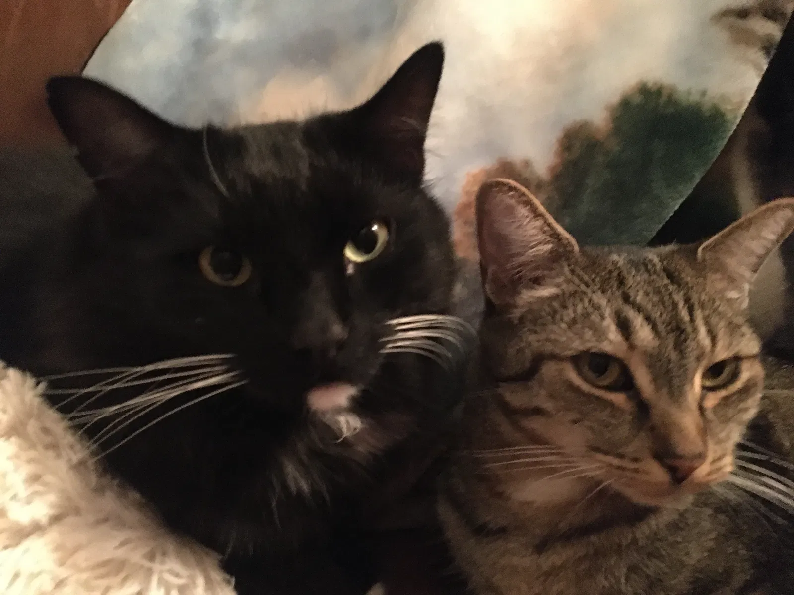 Lost cat in Phoenix, AZ, 85086