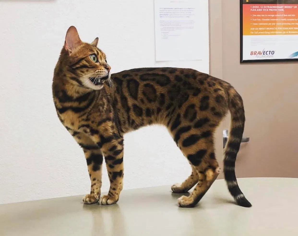 Lost cat in Paso Robles, CA, 93446