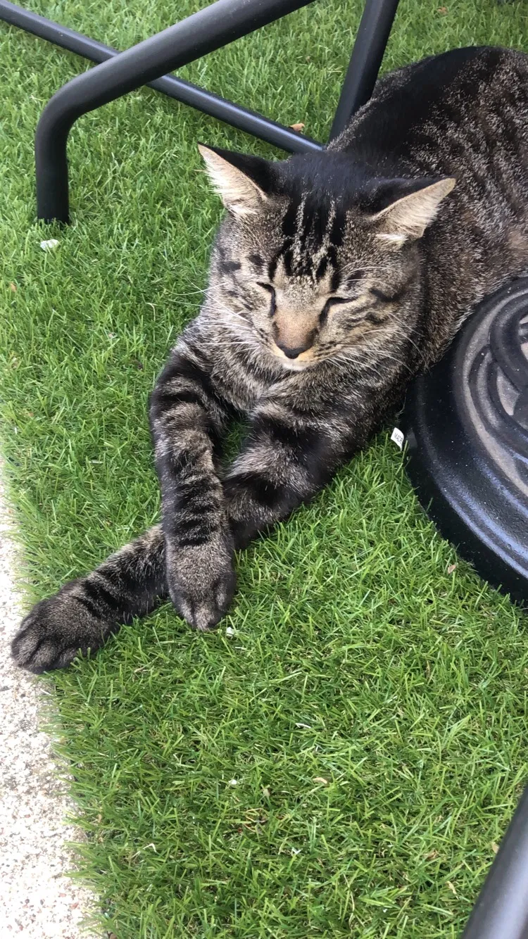 Lost cat in Murfreesboro, TN, 37128
