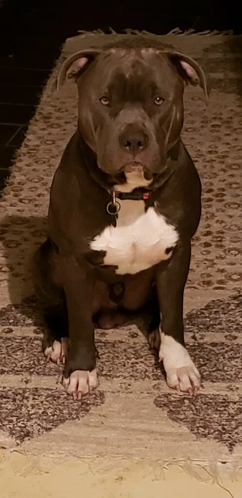 Lost dog in Saint Louis, MO, 63118