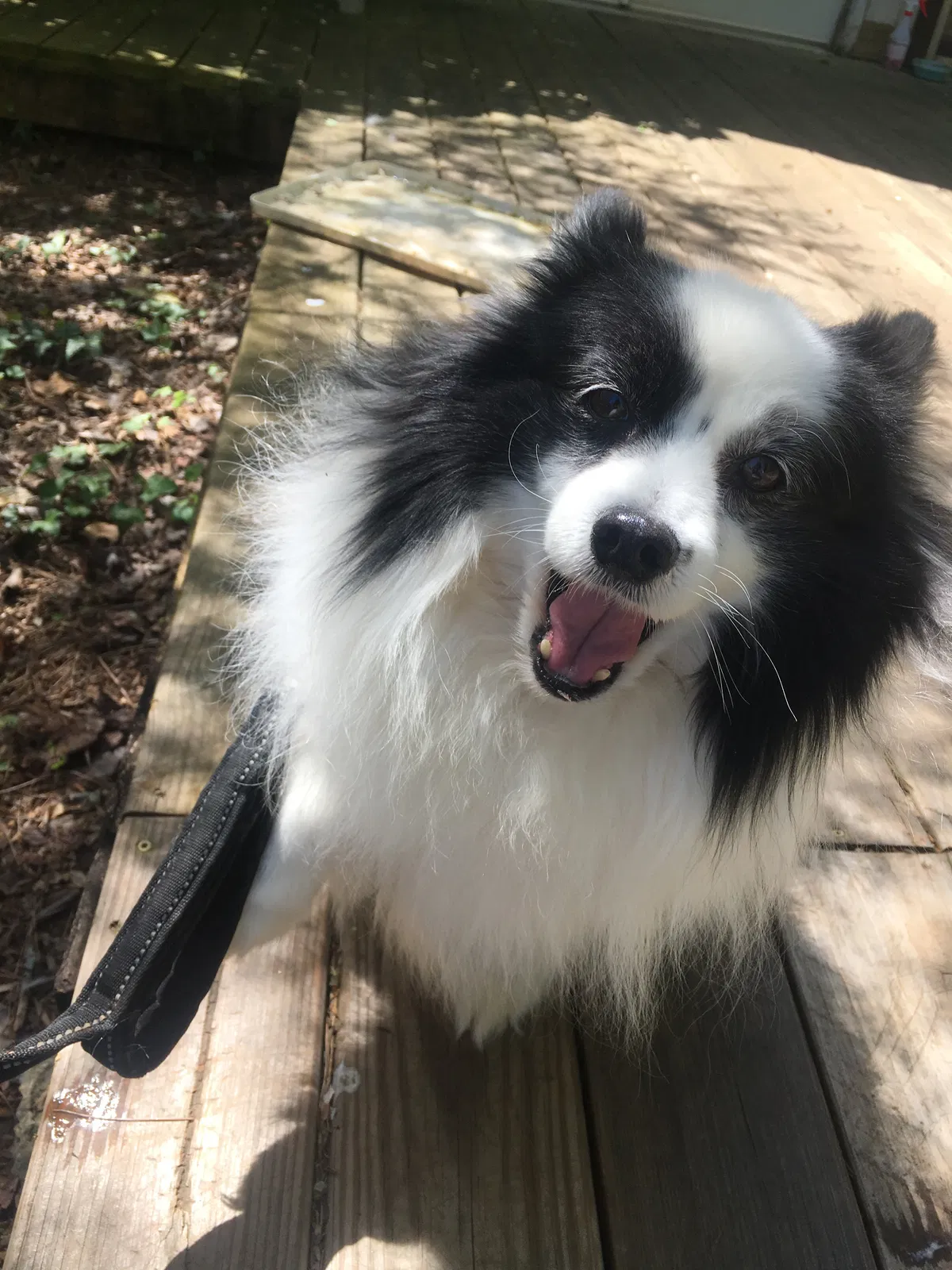 Lost dog in Gainesville, GA, 30501