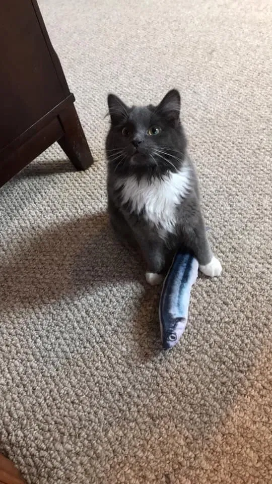 Lost cat in Temperance, MI, 48182