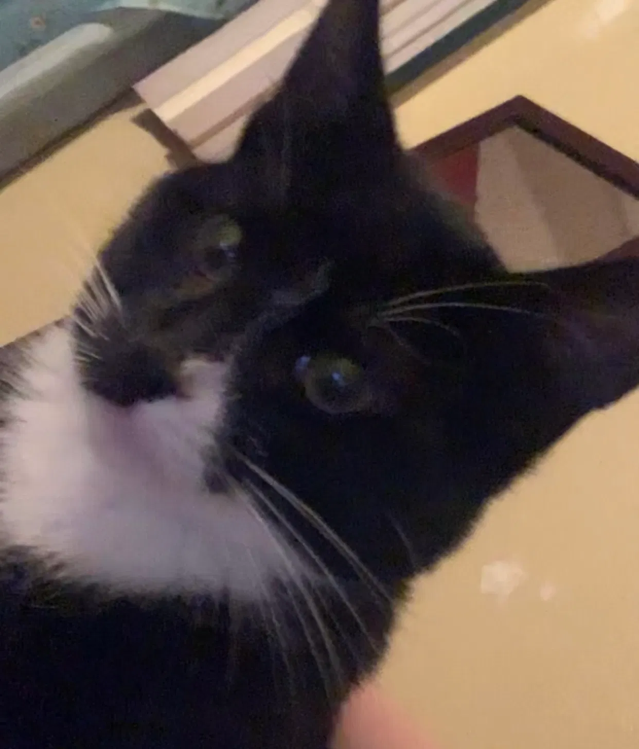 Lost cat in Pico Rivera, CA, 90660
