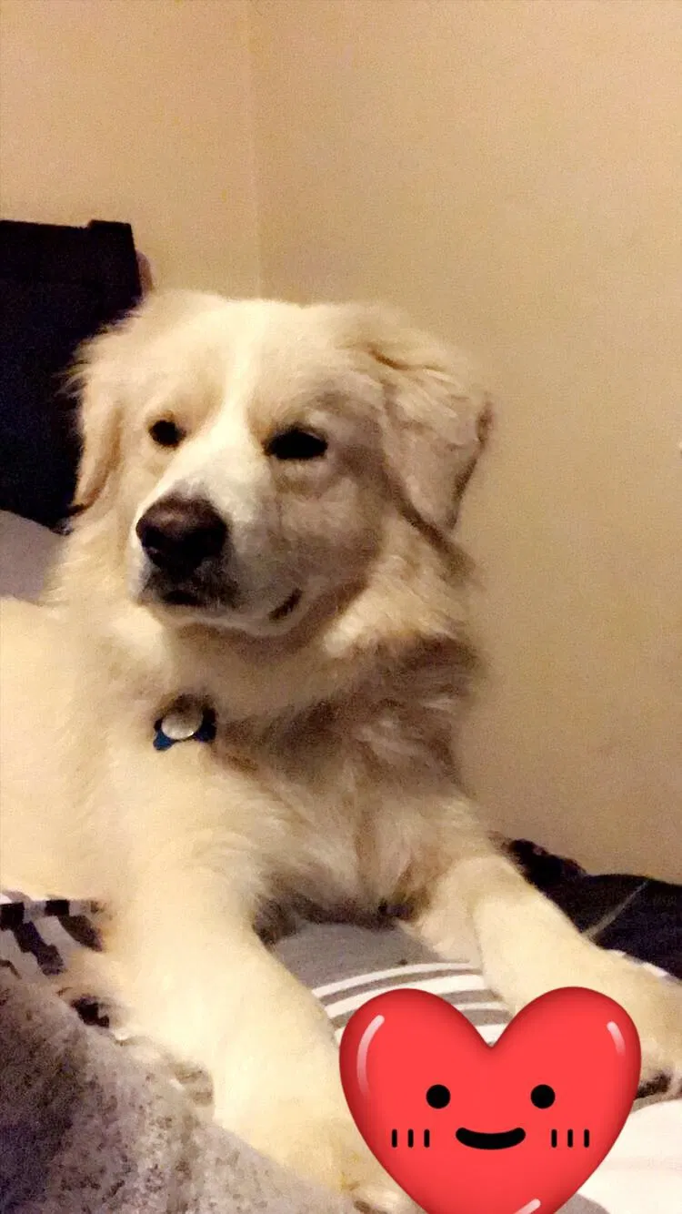 Lost dog in Oxon Hill, MD, 20745