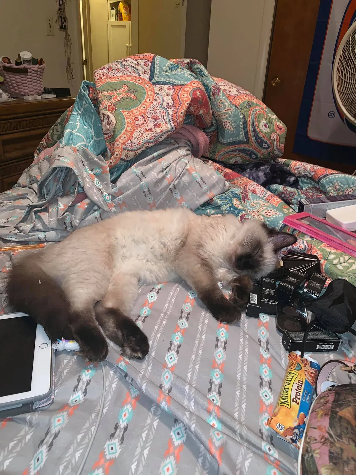 Lost cat in Kingsport, TN, 37660