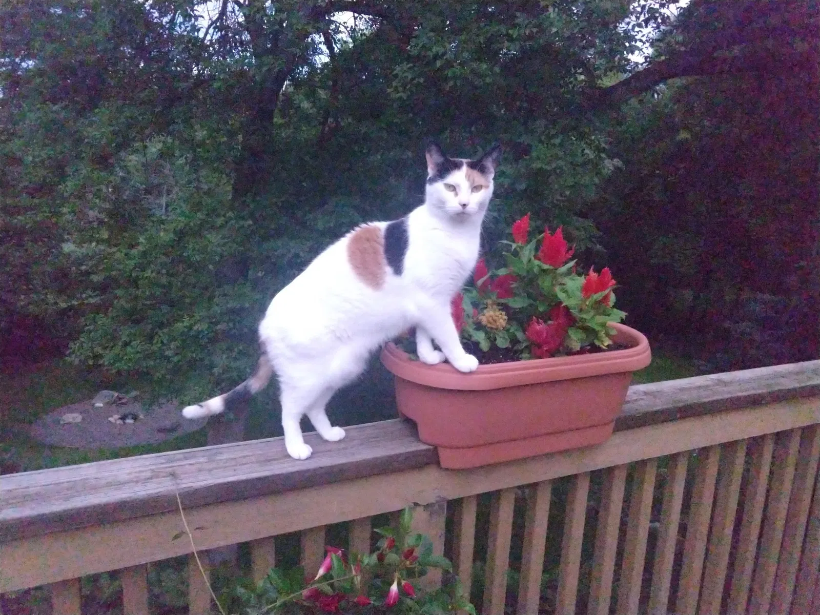 Lost cat in Minnetonka, MN, 55345