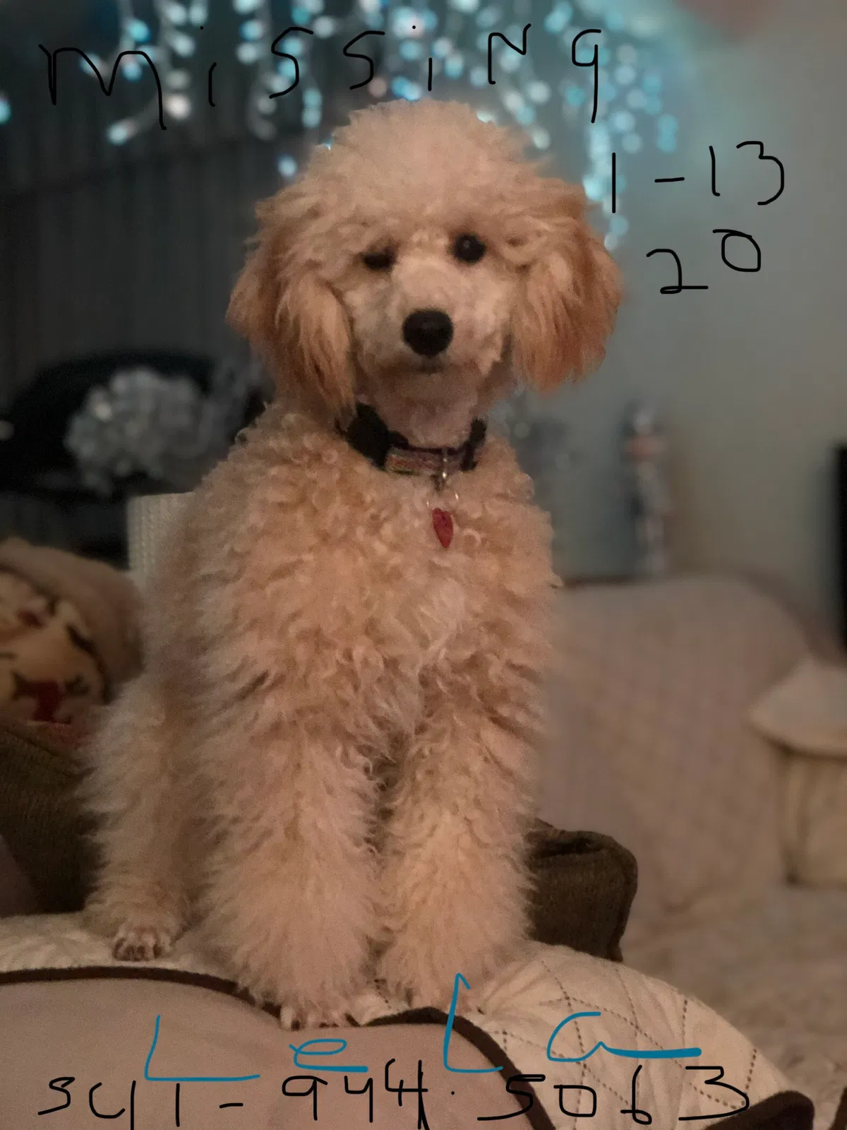 Lost dog in Medford, OR, 97504