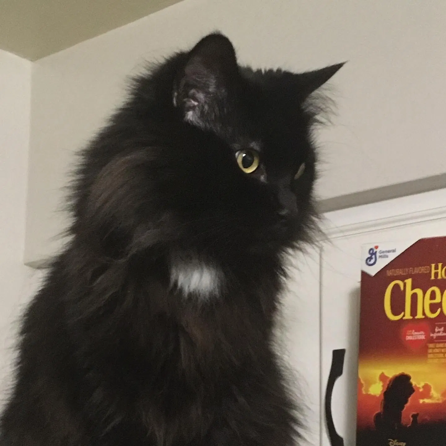 Lost cat in Delaware, OH, 43015