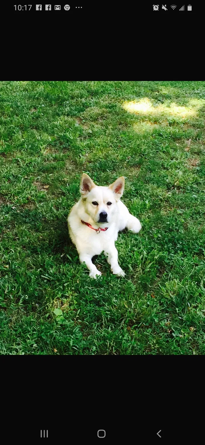 Lost dog in Chattanooga, TN, 37416