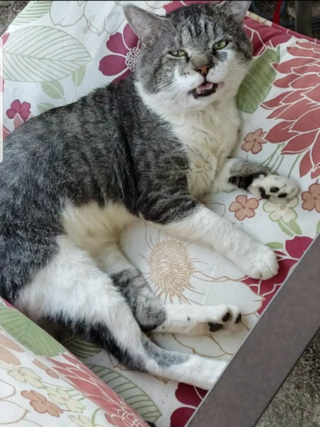 Lost cat in Fairfax, VA, 22030