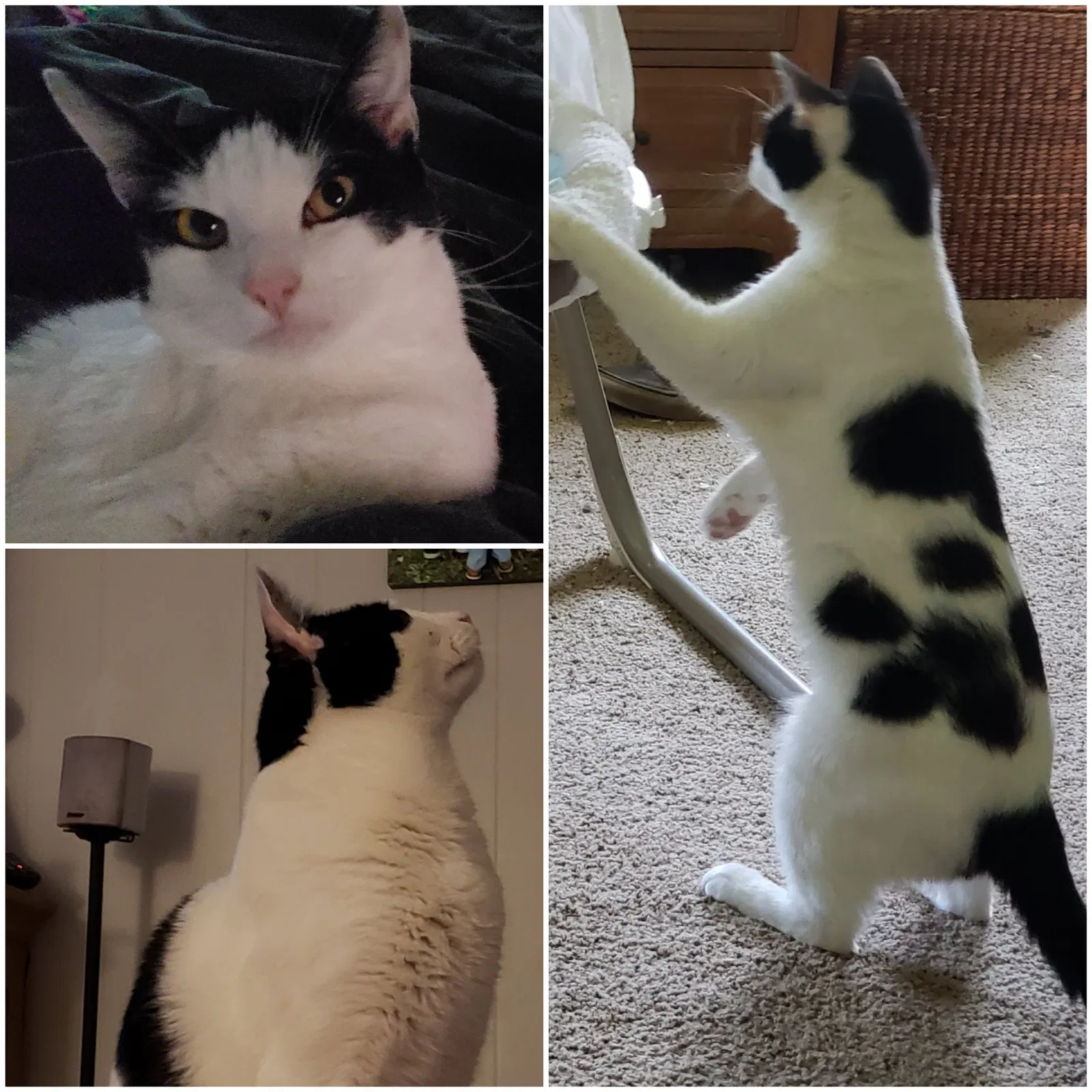 Lost cat in Starr, SC, 29684
