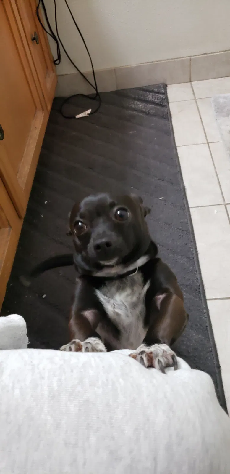Lost dog in Fresno, CA, 93722