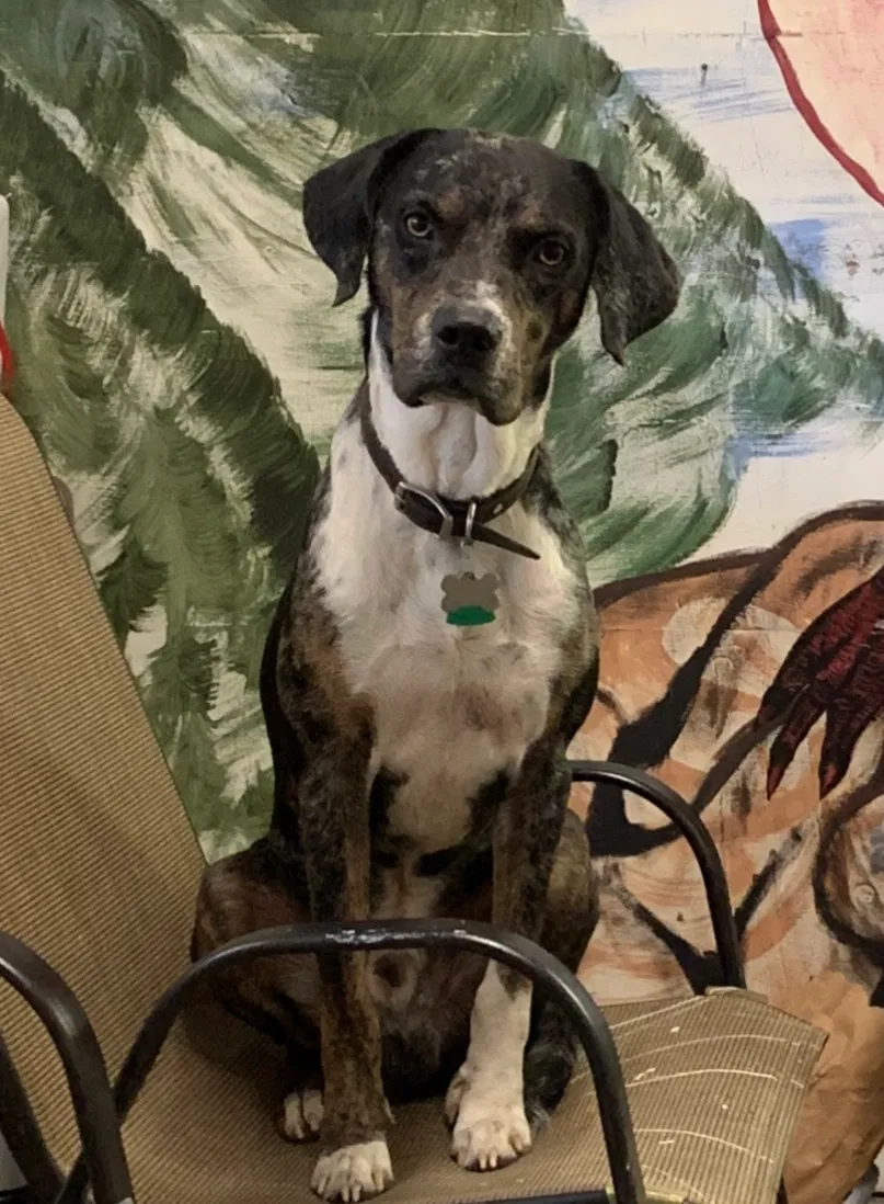 Lost dog in San Angelo, TX, 76901