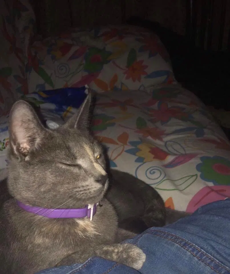 Lost cat in Weslaco, TX, 78596
