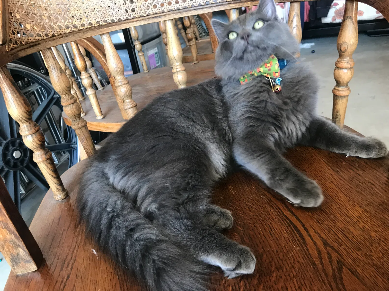 Lost cat in San Dimas, CA, 91773