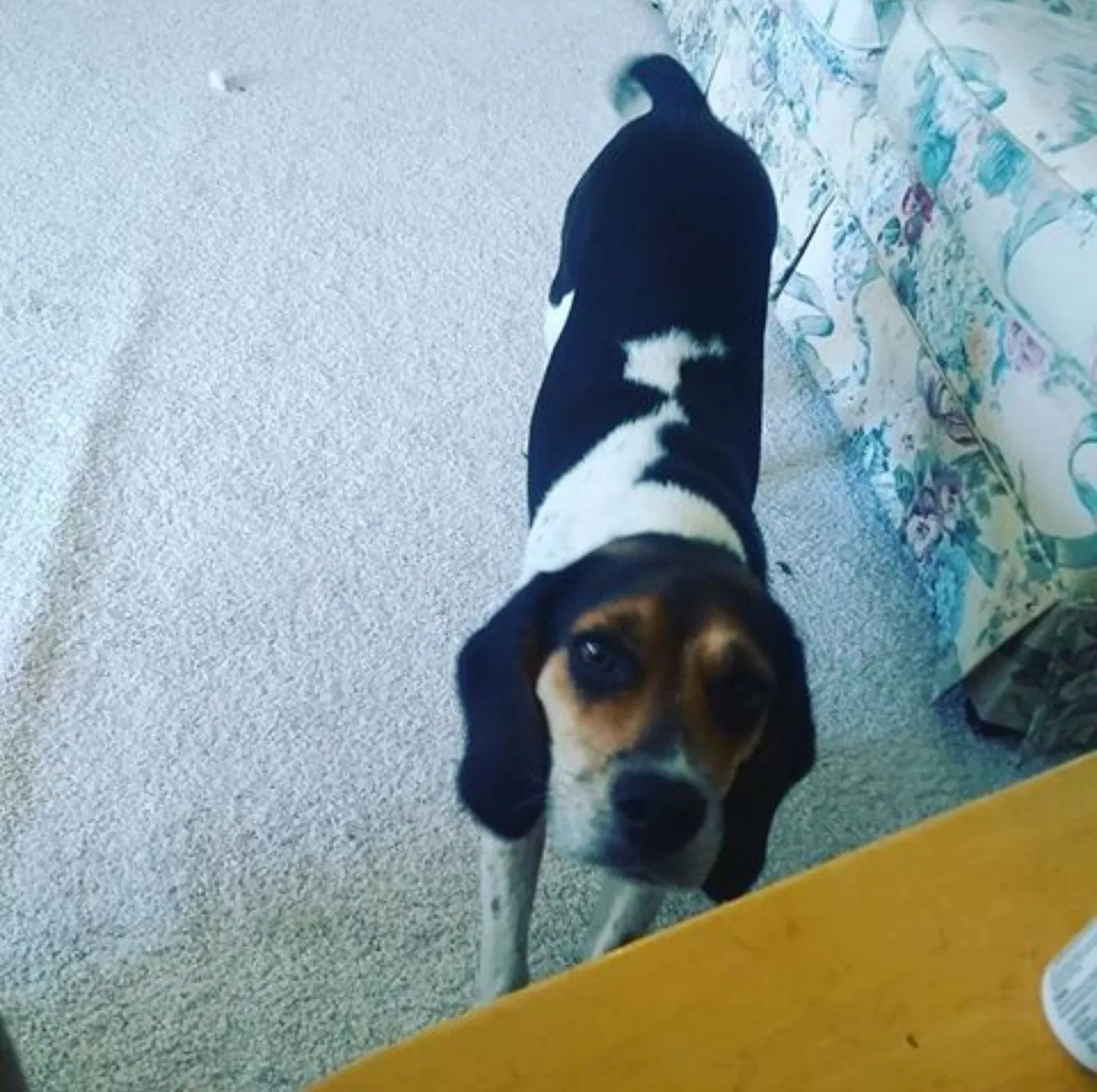 Lost dog in Ellabell, GA, 31308